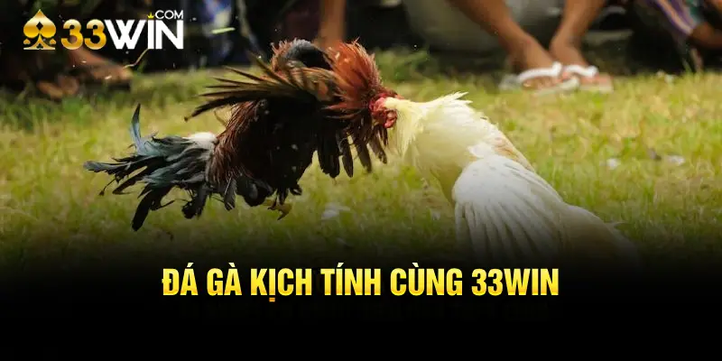 Đá gà kịch tính cùng 33WIN